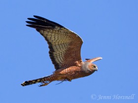spotted harrier 6214