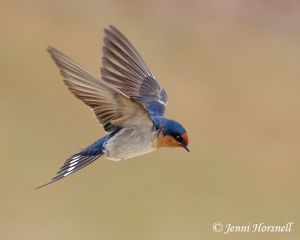 Welcome Swallow - Hirundo neoxena 9552