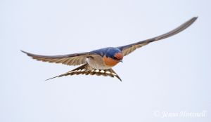 Welcome Swallow - Hirundo neoxena 9784