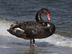 Black Swan - Cygnus atratus 0165