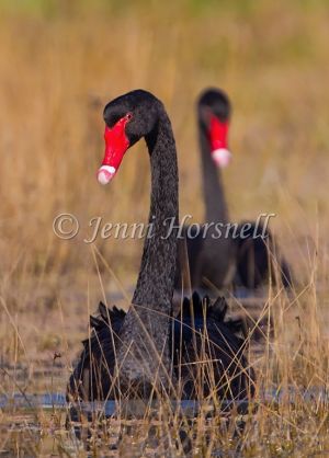 Black Swan - Cygnus atratus 1050