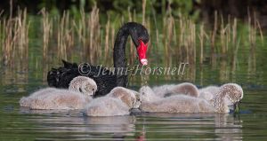 Black Swan - Cygnus atratus 2154