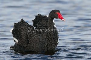 Black Swan - Cygnus atratus 2810