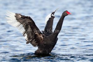 Black Swan - Cygnus atratus 2832