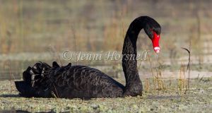 Black Swan - Cygnus atratus 6758