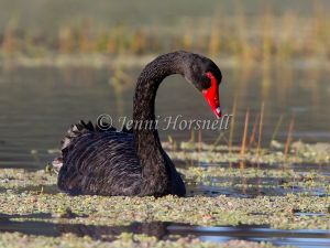 Black Swan - Cygnus atratus 6806