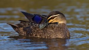 Pacific Black Duck - Anas superciliosa 0850