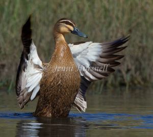 Pacific Black Duck - Anas superciliosa 7697