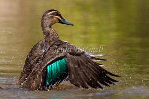 Pacific Black Duck - Anas superciliosa 2095