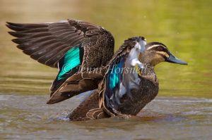Pacific Black Duck - Anas superciliosa 2105