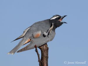 White-browed Woodswallow - Artamus superciliosus 5767