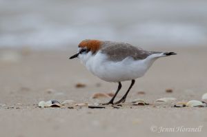 Red-capped plover - Charadrius ruficapillus