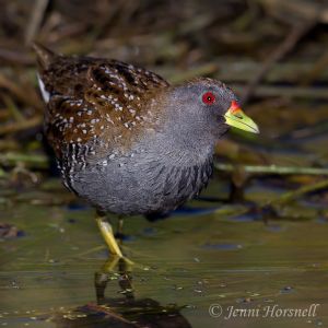 Spotted Crake 7721